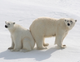 Polar Bears photy by Ms Expedition visitnorway.com
